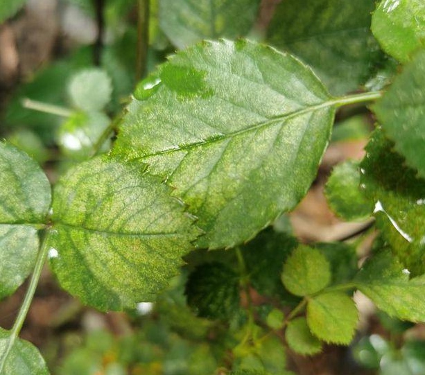 月季花花蕾上有蜘蛛网怎么办?