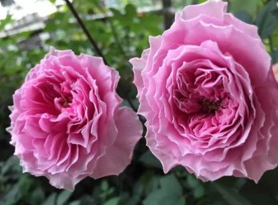 伊芙克莱尔月季花图片