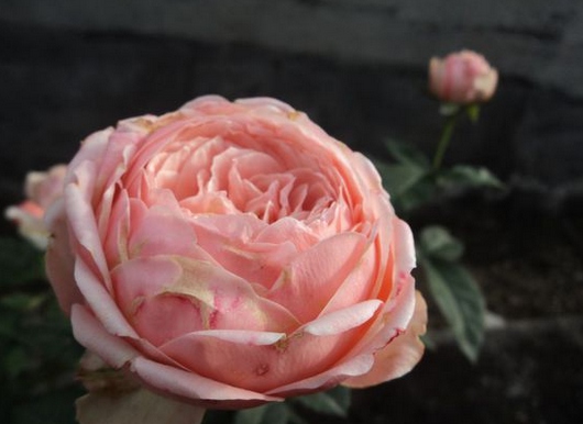 娇美昂热城堡/Rose Angers月季花品种介绍及图片