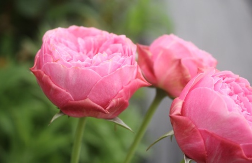 小春月季花