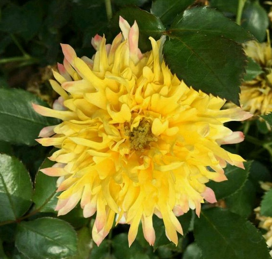 烟花波浪月季花品种介绍及图片