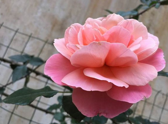 波提雪莉/botticelli月季花品种介绍及图片