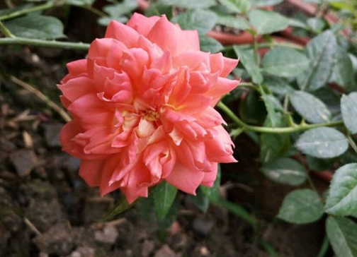 红桃女王/queen of hearts月季花品种介绍及图片
