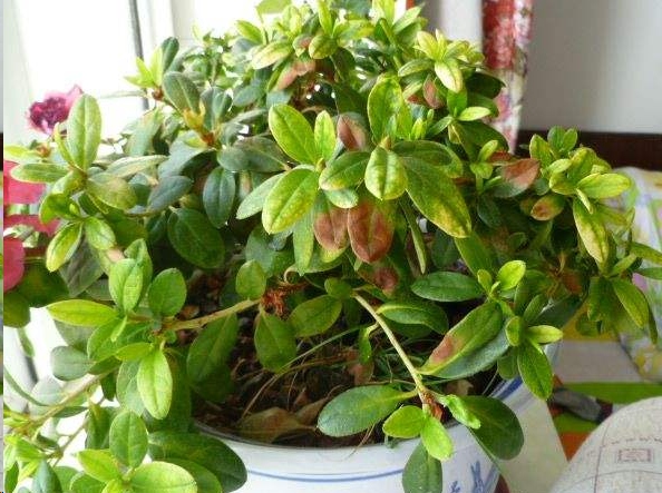 5,酸性肥对杜鹃花的重要性很多花友都遇到杜鹃花叶片发黄,掉叶子的