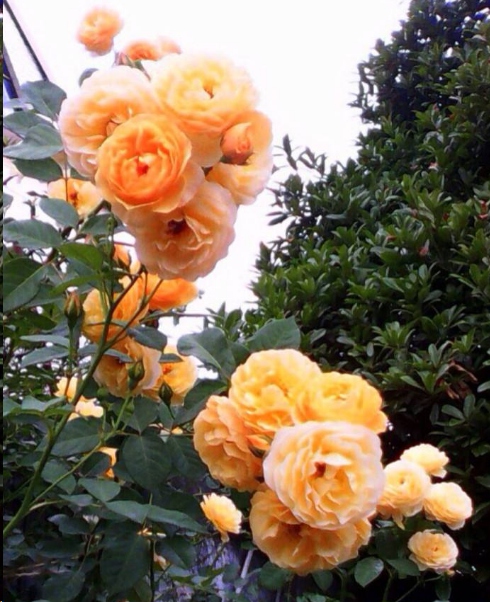 月季花的花苞越来越小，一招扭转乾坤