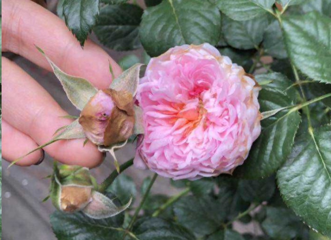 月季花苞枯萎是什么原因？这样救，花蹭蹭开爆盆！