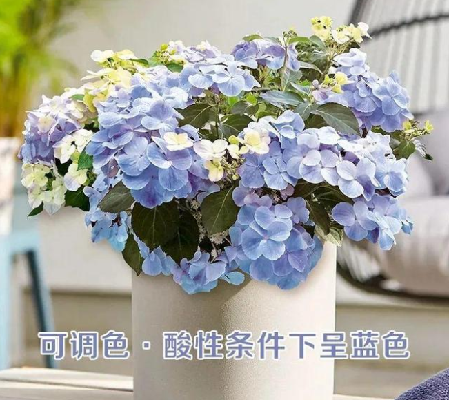 image-20220410205035050