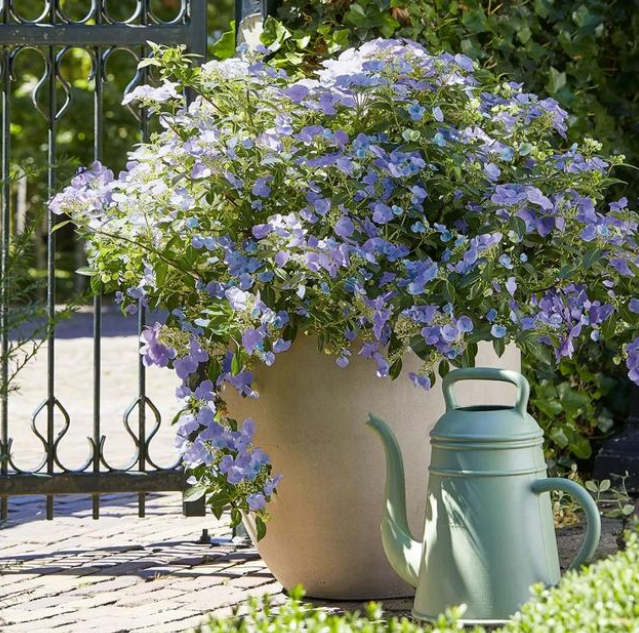 image-20220410205130840