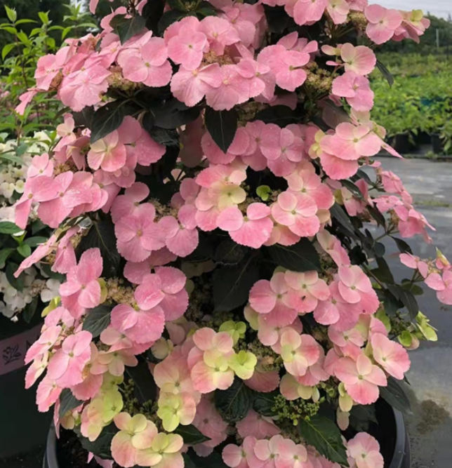 image-20220410205537506