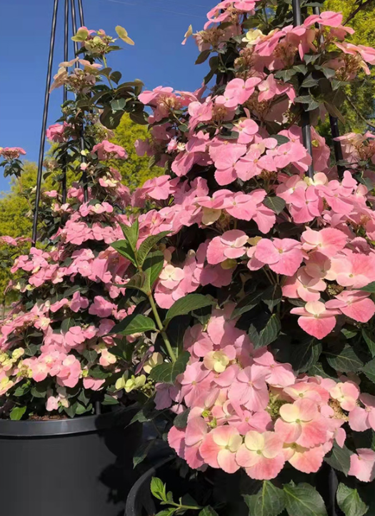 image-20220410205613641