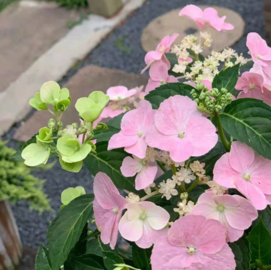 image-20220410205928512