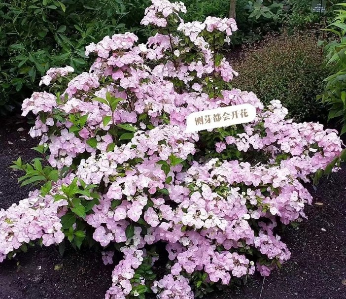 image-20220410210058121