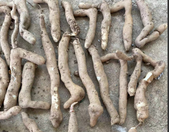 百合花很多花友都种过,那么会爬藤的百合,你种过吗?它不仅会爬藤,而且不怕热,开花多又非常好看,而 image-20220424223042895