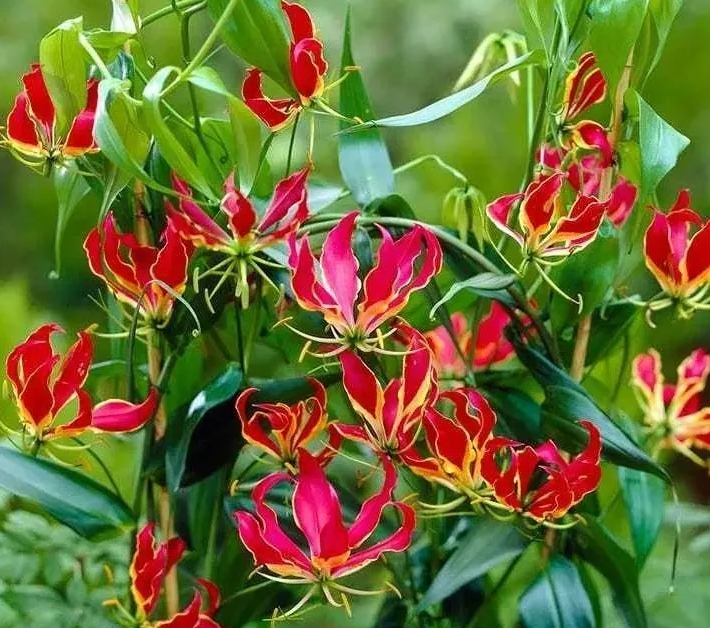 百合花很多花友都种过,那么会爬藤的百合,你种过吗?它不仅会爬藤,而且不怕热,开花多又非常好看,而 image-20220424230929980