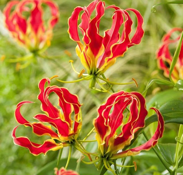 百合花很多花友都种过,那么会爬藤的百合,你种过吗?它不仅会爬藤,而且不怕热,开花多又非常好看,而 image-20220424231026483