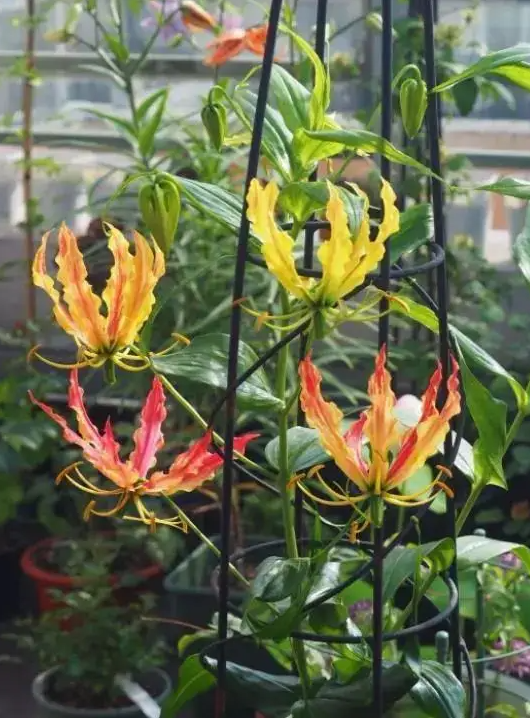 百合花很多花友都种过,那么会爬藤的百合,你种过吗?它不仅会爬藤,而且不怕热,开花多又非常好看,而 image-20220424231151340