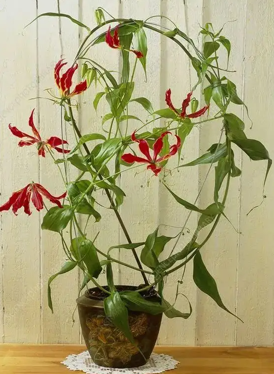 百合花很多花友都种过,那么会爬藤的百合,你种过吗?它不仅会爬藤,而且不怕热,开花多又非常好看,而 image-20220424231257531