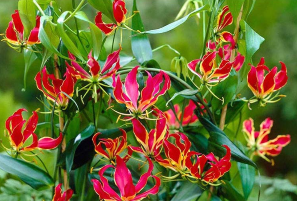 百合花很多花友都种过,那么会爬藤的百合,你种过吗?它不仅会爬藤,而且不怕热,开花多又非常好看,而 image-20220424231506620
