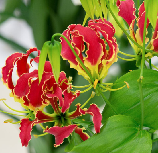 百合花很多花友都种过,那么会爬藤的百合,你种过吗?它不仅会爬藤,而且不怕热,开花多又非常好看,而 image-20220424231543346