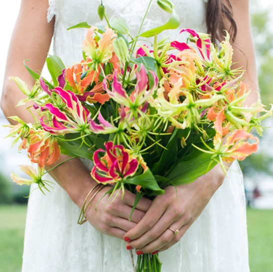百合花很多花友都种过,那么会爬藤的百合,你种过吗?它不仅会爬藤,而且不怕热,开花多又非常好看,而 image-20220424231609198