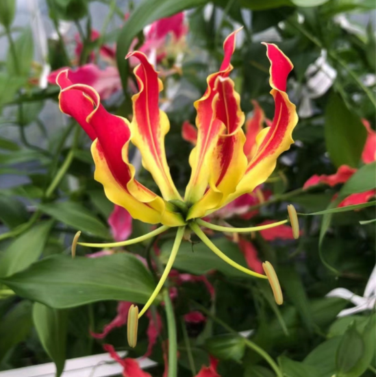 百合花很多花友都种过,那么会爬藤的百合,你种过吗?它不仅会爬藤,而且不怕热,开花多又非常好看,而 image-20220424231702499