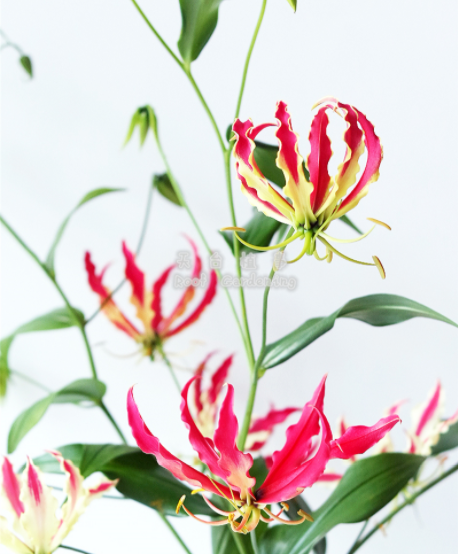 百合花很多花友都种过,那么会爬藤的百合,你种过吗?它不仅会爬藤,而且不怕热,开花多又非常好看,而 image-20220424231753963