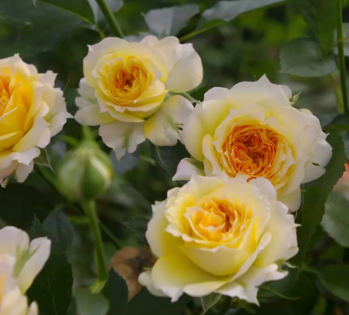 image-20220520215536797