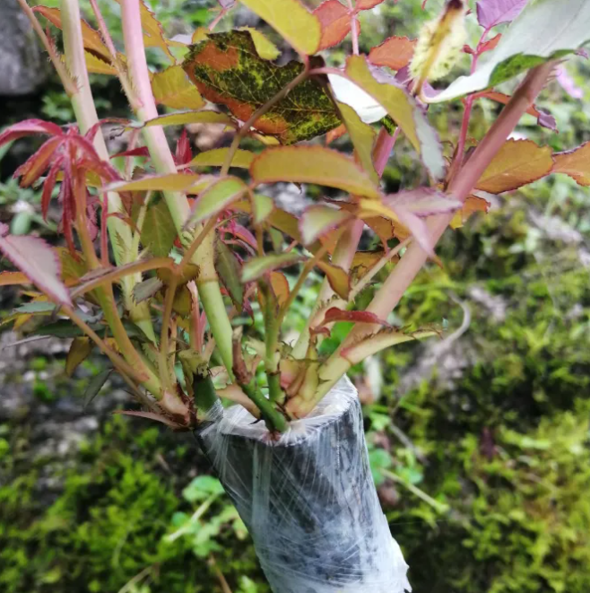 image-20220520215737836