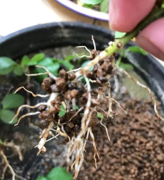 image-20220520215820291