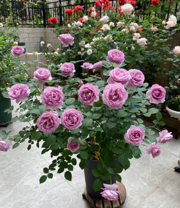 image-20220520220026996