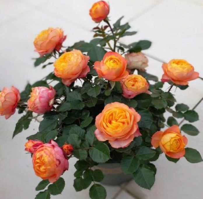 image-20220520220502630