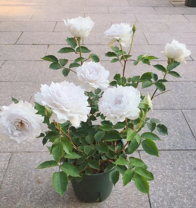 image-20220520220550420