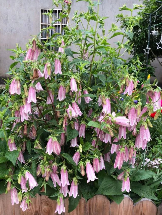 image-20220522223845778