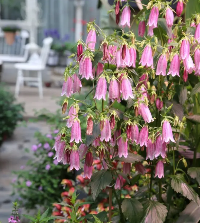 image-20220522223906381