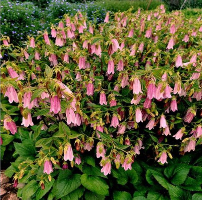 image-20220522224134183