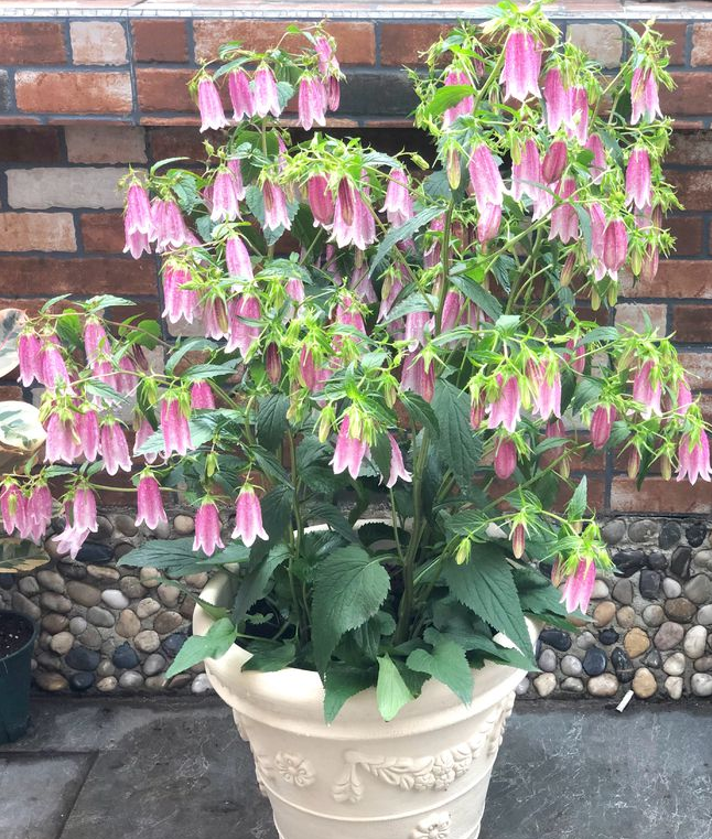 image-20220522224301166