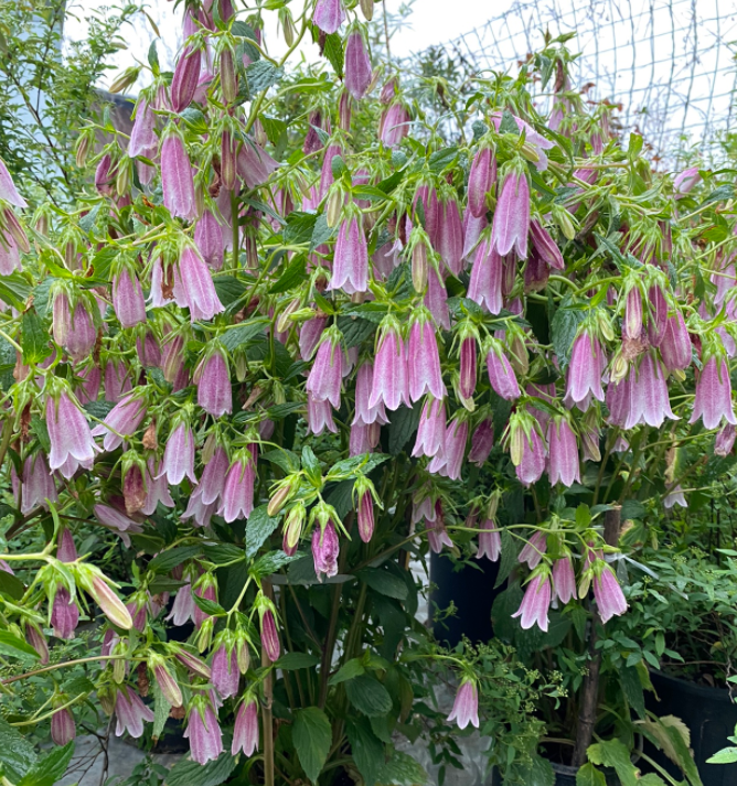 image-20220522224349102