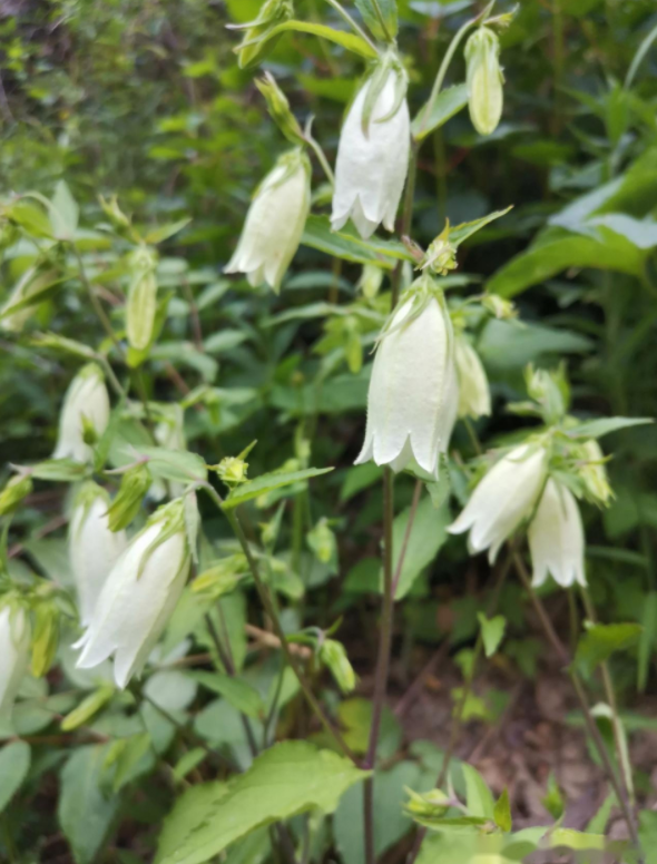 image-20220522224643526