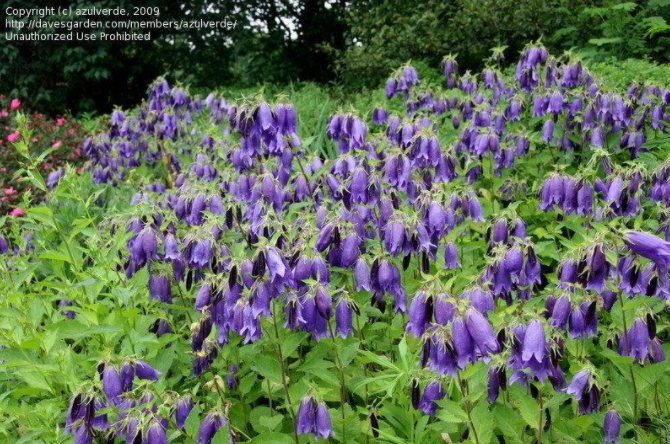 image-20220522224933524