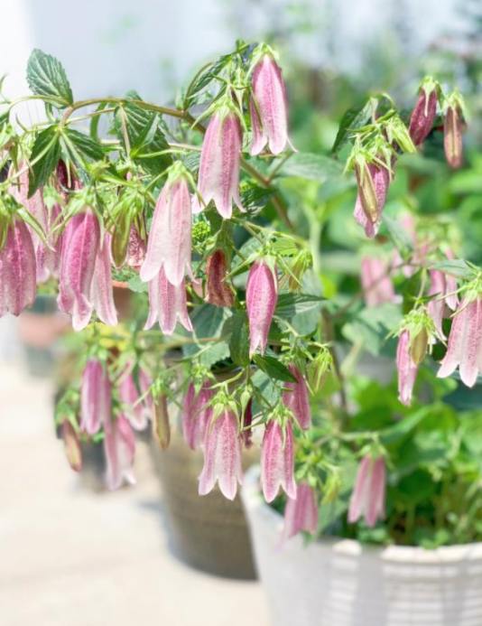 image-20220522225000438