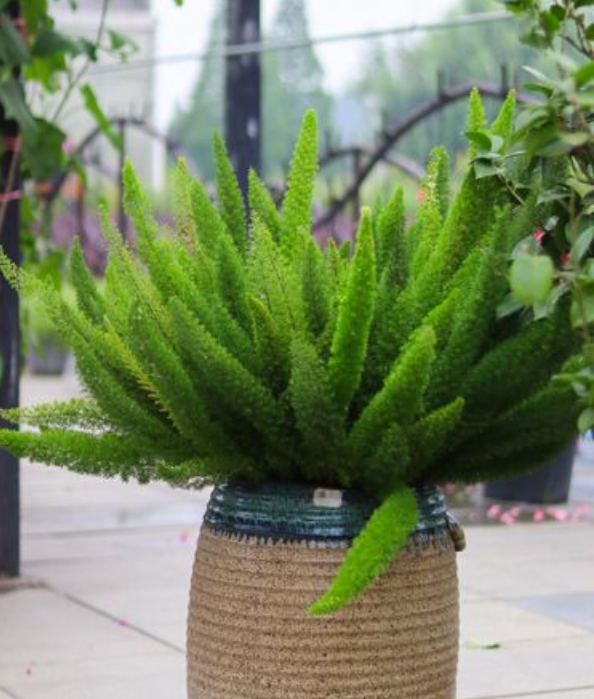 image-20220523225157251