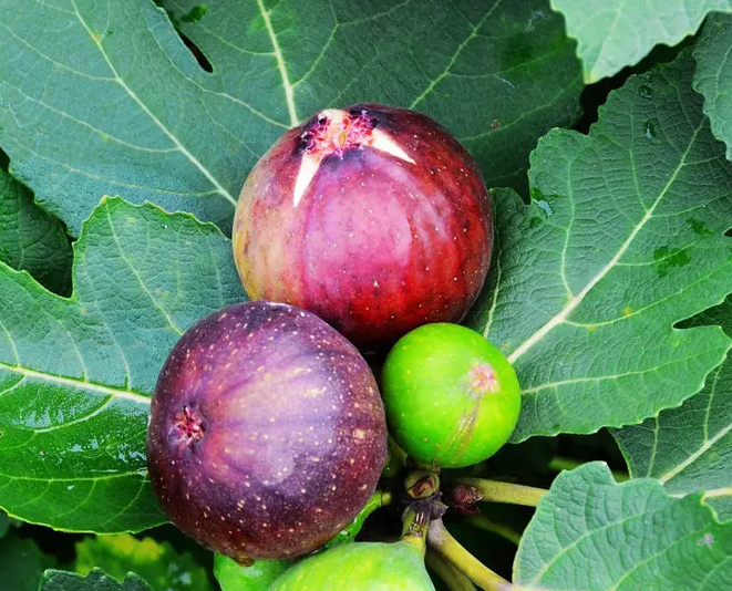 image-20220826182731112