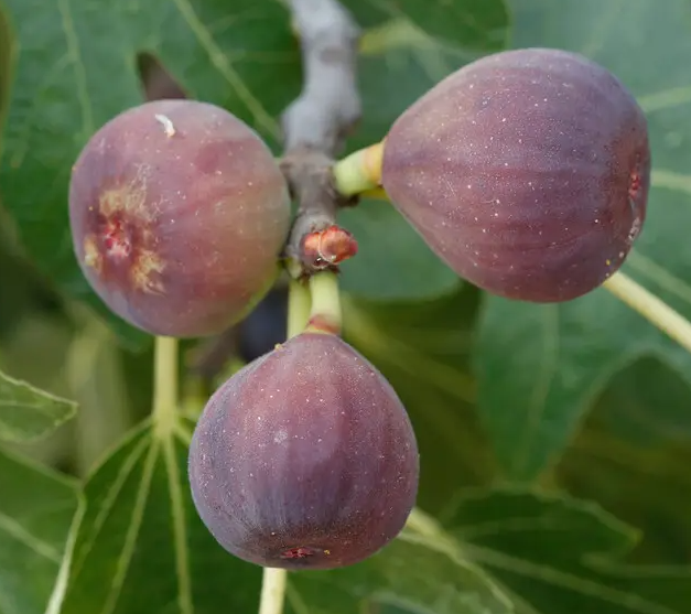 image-20220826183651262