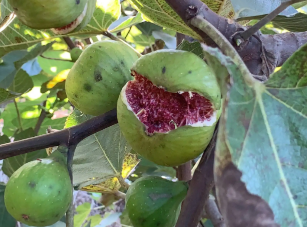 image-20220826183727154